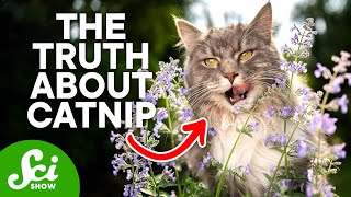 What Actually Happens to Your Cat on Catnip [upl. by Burrell]