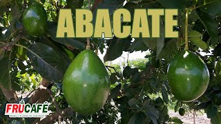 ABACATE  Cultivares Grupo Floral e Época de Maturação [upl. by Lilian]