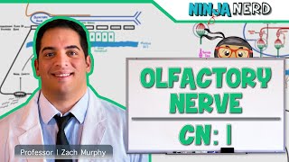 Neurology  Olfactory Nerve Cranial Nerve I [upl. by Olsson95]