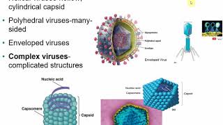 2117 Chapter 13  Viruses Viroids and Prions [upl. by Aratahs]