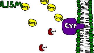 Mechanism of Cytochrome P450 CYP metabolism induction and inhibition [upl. by Lundquist]