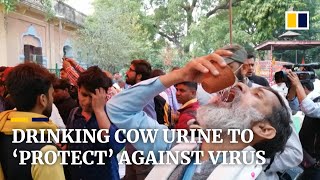 Hindu activists in India drink cow urine to ‘protect’ themselves from coronavirus [upl. by Cohligan]