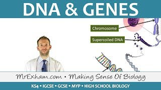 DNA and Genes  GCSE Biology 91 [upl. by Aneetsirk695]