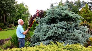 Pruning Conifers with Adrian Bloom [upl. by Nine499]