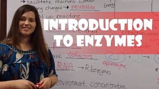 Introduction to Enzymes [upl. by Fredericka91]