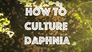 How To Culture Daphnia Magna [upl. by Dotson]