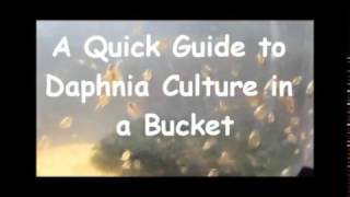 How to culture daphnia outside [upl. by Willi]