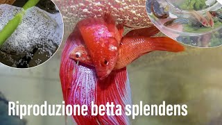 La RIPRODUZIONE del BETTA SPLENDENS [upl. by Arfihs611]