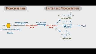 Sulfonamides and trimethoprim animation folic acid inhibitors [upl. by Aihtyc]