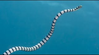 Facts The Sea Snake [upl. by Sailesh268]