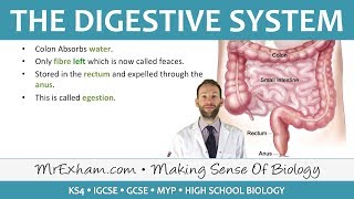 The Digestive System  GCSE Biology 91 [upl. by Ardnad]