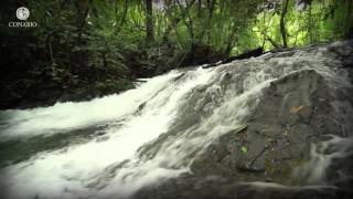 Diversidad de sabores Selvas húmedas  ECOSISTEMAS DE MÉXICO [upl. by Pegg174]