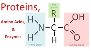 Proteins amp Enzymes regular biology [upl. by Havener112]