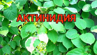 АКТИНИДИЯ КОЛОМИКТА САМОПЛОДНАЯ миникиви [upl. by Nwad]