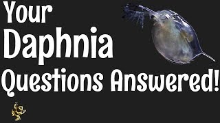 Daphnia Questions Answered [upl. by Zicarelli]