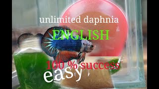 daphnia moina culture Easy way Unlimited production English  with sub Green water Chlorella [upl. by Berke185]