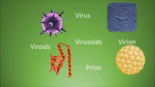 Difference among virus virion viroids virusoids and prions [upl. by Ayeki]