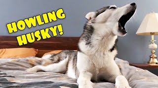 Howling Husky  My Dog Teaches Me to Howl [upl. by Rehpotsirhcnhoj]