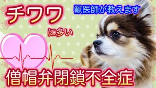 【一番多い心臓病】チワワで多い僧帽弁閉鎖不全症、咳をしてたら気をつけて‼︎獣医師が解説症状、治療、予防をチェック‼︎呼吸困難になりたくない [upl. by Yeleen]