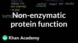 Nonenzymatic protein function  Chemical processes  MCAT  Khan Academy [upl. by Tani]