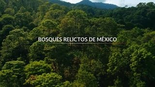 Bosques Relictos de México [upl. by Cormick]