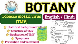 TMV Virus  Replication of TMV  TMV VIrus BSC 1st year  Structure of TMV  Life Cycle of TMV [upl. by Otti]