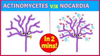 Actinomycetes Vs Nocardia Points you need to know [upl. by Abott]