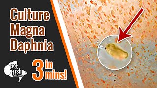 How to culture DAPHNIA MAGNA  The easy way [upl. by Aronoel]