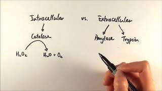 AS Biology  Intracellular vs Extracellular enzymes OCR A Chapter 41 [upl. by Capp]