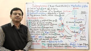 Diabetes Mellitus Part10 Mechanism of Action of Sulfonylurease  Antidiabetic Drugs  Diabetes [upl. by Llij]