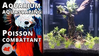 Aquarium pour Betta splendens [upl. by Annoyi267]