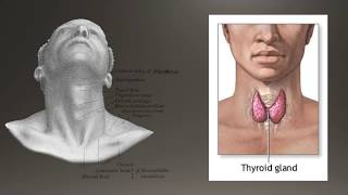 FINE NEEDLE ASPIRATION OF THE THYROID [upl. by Iilek664]