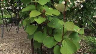 Comment planter un kiwi au jardin  actinidia   Truffaut [upl. by Euphemiah]