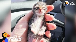 Newborn Kitten Who Was Frozen Solid Grows Up To Be Strong And Feisty  The Dodo Little But Fierce [upl. by Ynohtnaeoj78]