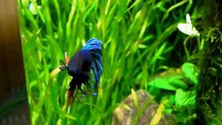 My Betta Splendens in Nano Cube 30 [upl. by Ecirp]