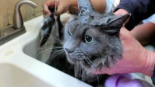 Nebelung Bath Time [upl. by Newbill]