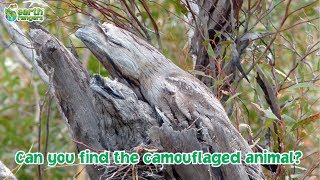 Can you find the camouflaged animals [upl. by Mariandi140]