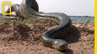 5 Grown Men Vs 1 Big Snake  National Geographic [upl. by Sandro]