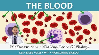 Blood  GCSE Biology 91 [upl. by Houston215]