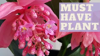 How To Grow MEDINILLA MAGNIFICA  Rose Grape Plant [upl. by Assillam]