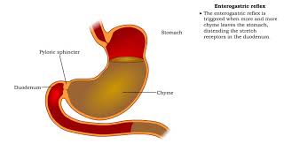 Stomach peristalsis amp Enterogastric reflex [upl. by Iahcedrom]