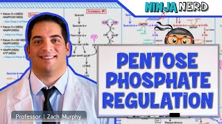 Metabolism  Regulation of Pentose Phosphate Pathway [upl. by Xenos]