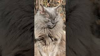 🐺 Nebelung Cat Meditation [upl. by Thilda]