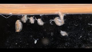 Culturing DaphniaTuesday Tip [upl. by Rudolfo]