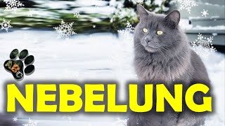 NEBELUNG cat breed  Everything about [upl. by Devora]