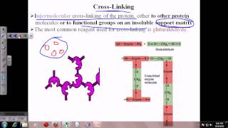 Enzyme immobilization [upl. by Esther]