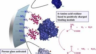 Enzyme immobilization Covalent binding [upl. by Persons221]