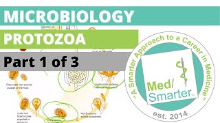 Protozoa  Microbiology  USMLE STEP 1  Part 1 of 3 [upl. by Lemraj]