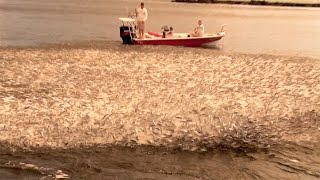 Epic Mullet Migration in Florida [upl. by Demott]