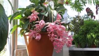 Medinilla Magnifica [upl. by Yedarb]